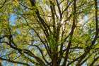 Sun Star through tree. Art Print